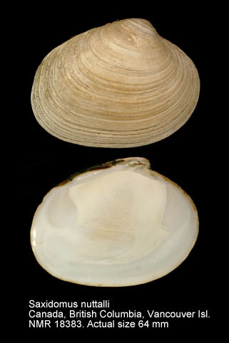 Saxidomus nuttalli (3).jpg - Saxidomus nuttalli Conrad,1837